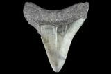 Juvenile Megalodon Tooth - Georgia #101336-1